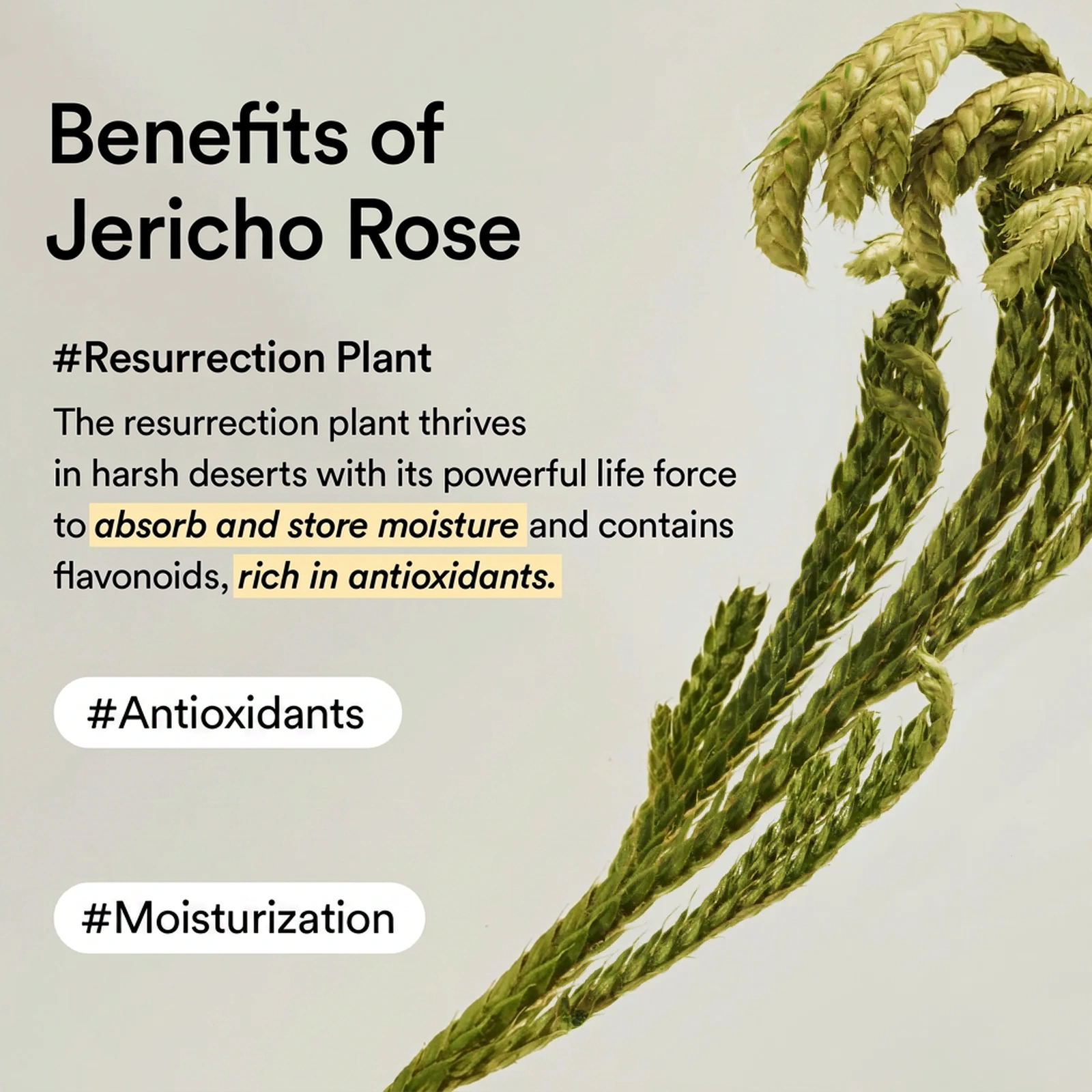 Abib Collagen Eye Crème Jericho Rose Tube 1.01 fl. oz.(30ml) - Image 5 of 7