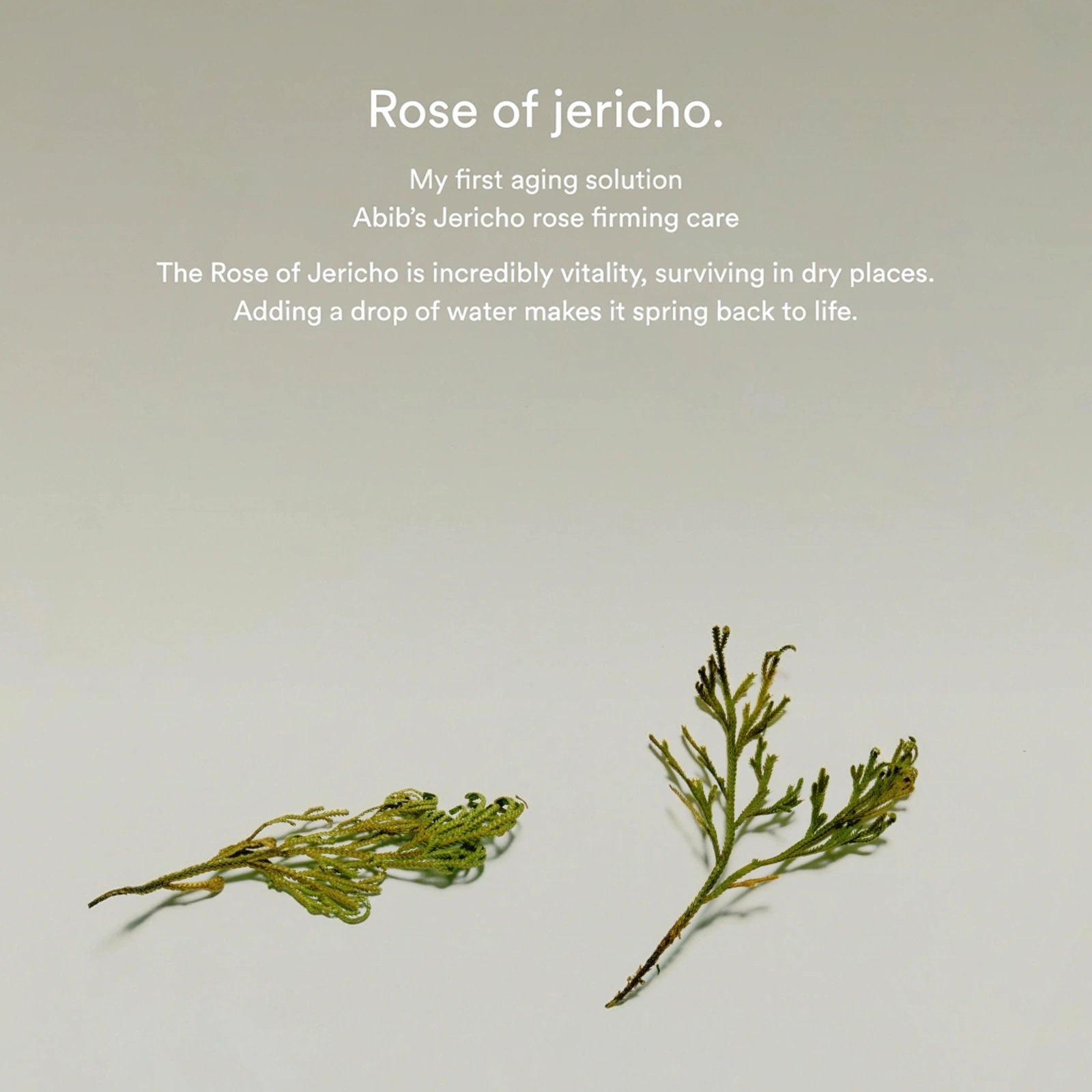 Abib Jericho Rose Collagen Pad Firming Touch 8.45 fl. oz.(250ml) detail 2