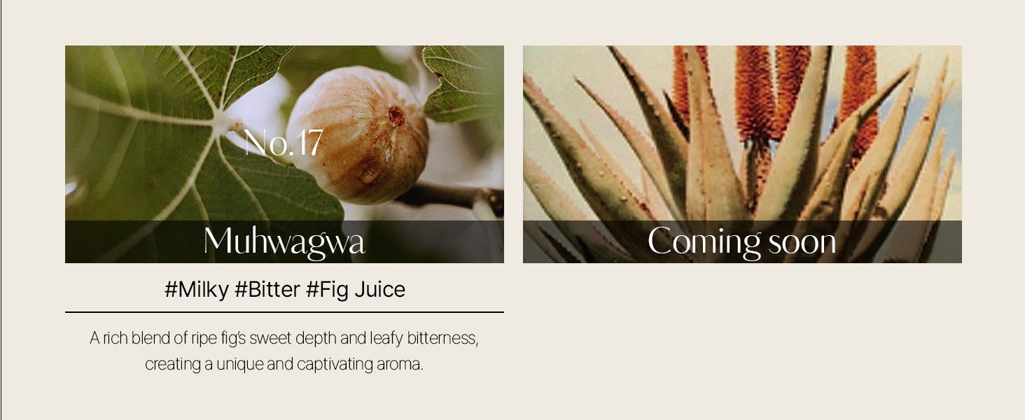 [12scents] hetras Mango Seed Butter Perfume Hand Cream 1.69 fl. oz.(50ml) detail 7